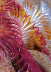 Christmas Tree Worm abstract by Debi Henshaw 